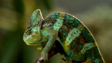 Chameleon in rainforest shot at 1000fps