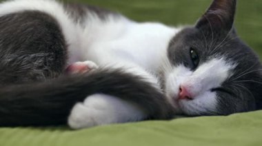 A closeup shot of a lying cat on a couch