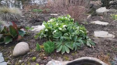 An oriental hellebore or Lenten rose (hellebores orientalist) in full bloom in early springtime