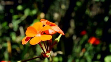 A soft focus of beautiful orange geranium flowers blooming at a garden