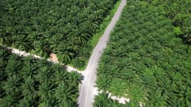 İnsansız hava aracı manzaralı. Motosikletli biri Ao Luek, Krabi, Tayland 'a gidiyor. Palmiye ağaçlarıyla çevrili.
