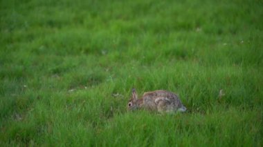 A closeup footage of a brown rabbit hopping on a grass