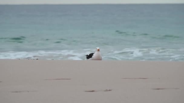 Gull Ocean Coast Bunker Bay Western Australia — Stock video