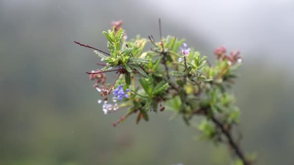 Small Blue Flowers Tree Branch Rainy Day Foggy Background — Video