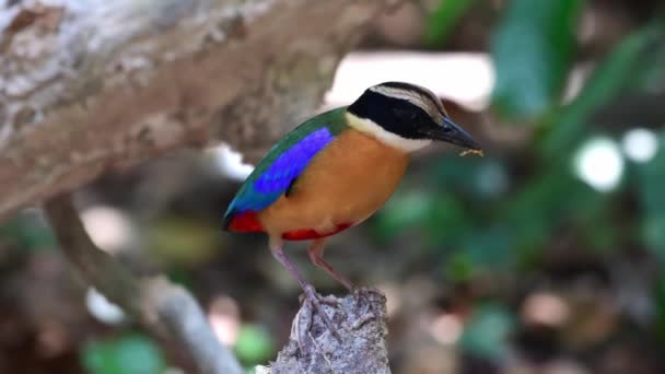 Mehrfarbige Blaue Geflügelte Pitta Vogelfütterung — Stockvideo