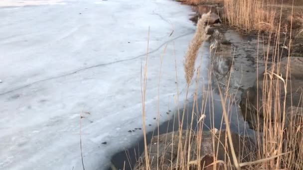 Заморожена Річка Вечірньому Блакитному Небі Кінці — стокове відео