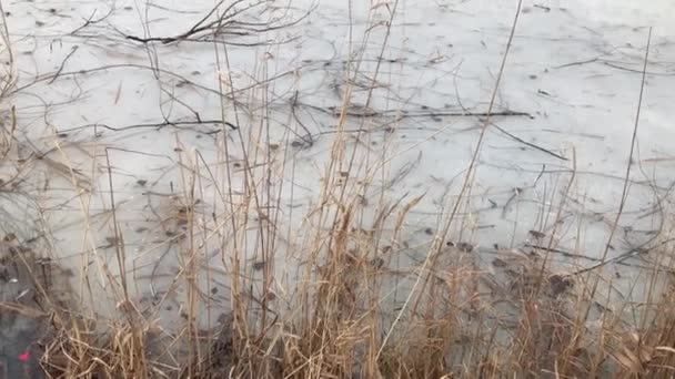 Dry Reeds Frozen Lake Ukraine — Vídeo de Stock