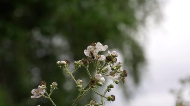 Honey Bine Jumps Flower Flower Section Blackberry Bush Shown — Stok Video
