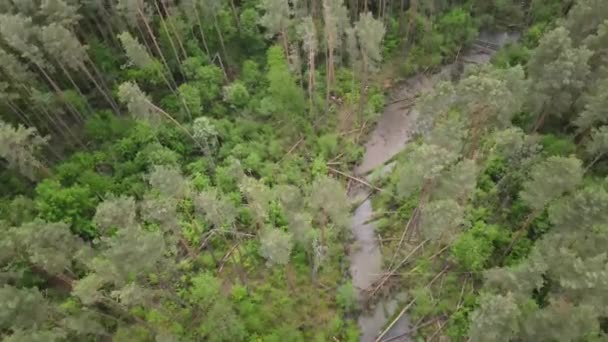 An aerial view of a river in the middle of the forest in Zegrze, Poland in HD
