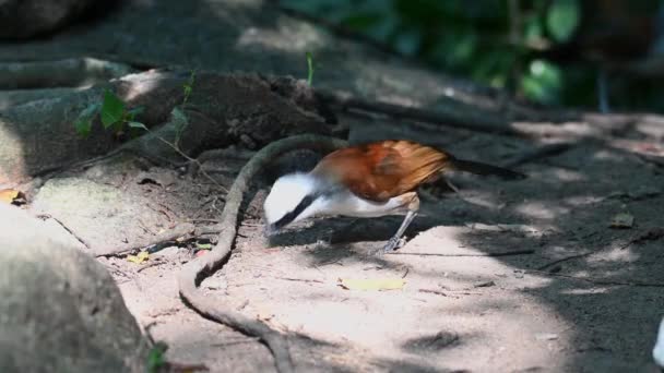 Seen Feeding Forest Ground Exposed Morning Sun White Crested Laughingthrush — Stock Video