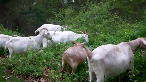Las Cabras Epa Narragansett Comiendo Especies Plantas Invasoras — Vídeos de Stock