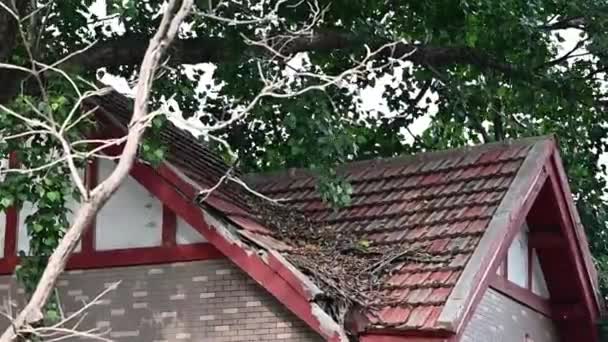 Overview Red Roof Tile House Large Tree Trunk — Stockvideo