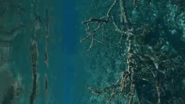 Water Surface Underwater World Shore — Video