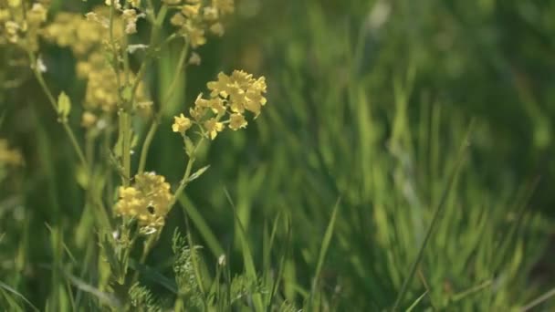 Closeup View Field Yellow Flowers — Video