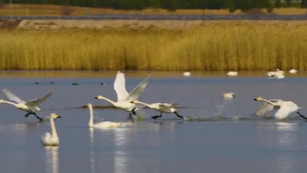 Video Footage Flock White Swans Flies Lake — Video Stock