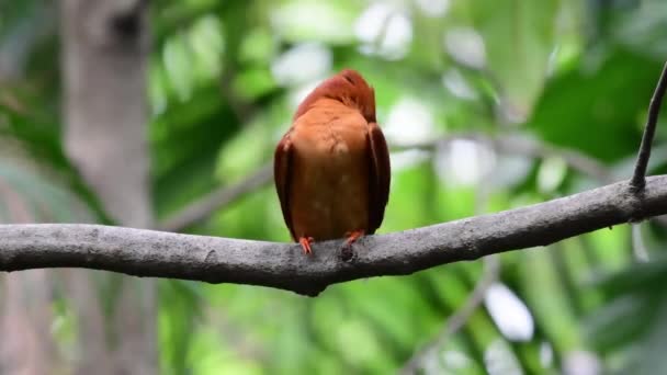 Ruddy Kingfisher Bird Perching Tree — Vídeo de stock