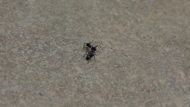 View Two Black Ants Fighting — Stok video