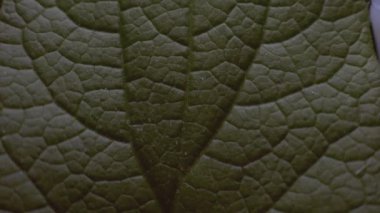 A macro footage of a green Birch Tree leaf