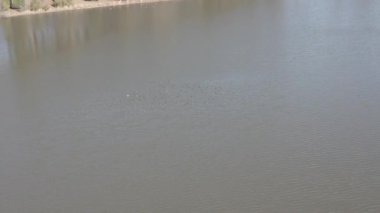 An aerial 180 degree drone footage of ducks in the lake