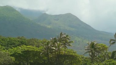 Palm trees and mountain view at Wai'anapanapa State Park in Maui, Hawaii.