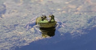 An HD of a true frog in the water. Arizona