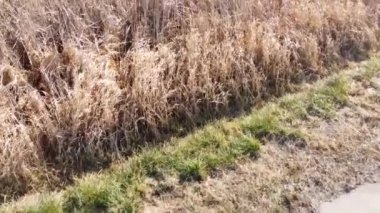 A drone footage of a small water pond in a rural area surrounded by grass and vegetation