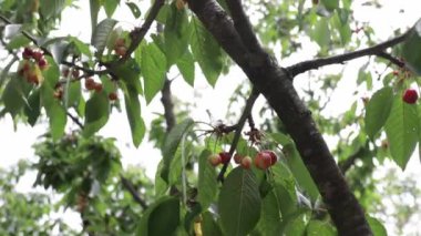 A close-up view of cherries hanging on a tree.