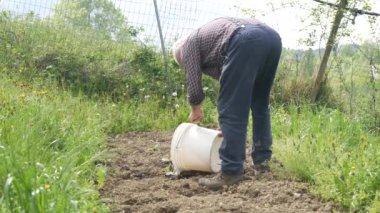 Baharda çiftlikte organik yeşil bahçe tohumlama kabağı, kabak ve soğan yetiştiren kıdemli bir çiftçi.