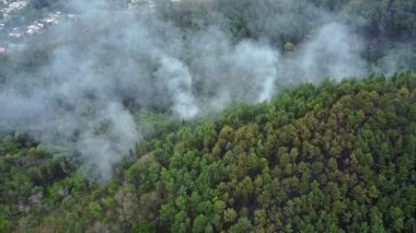 Smoke rises out of the forest as a fire burns underneet. Trinidad