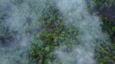 Smoke rises out of the forest as a fire burns underneet. Trinidad