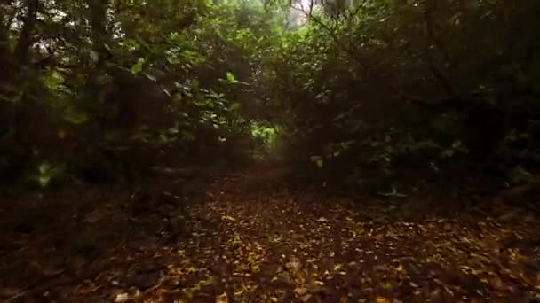 First Person Footage Dense Vegetation Forest Arrabida Portugal — Stock video