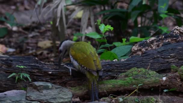 Pájaro Verde Pájaro Carpintero Negro Con Nuca Que Alimenta Suelo — Vídeo de stock