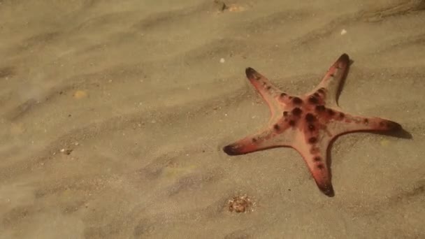 Närbild Protoreaster Nodosus Eller Behornade Sjöstjärna Grunt Havsvatten Solig Sommardag — Stockvideo