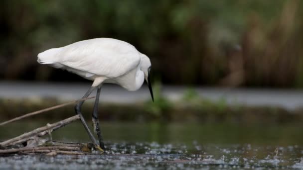 Ardea Alba Bird Fishing Water Wild Nature — Stock videók