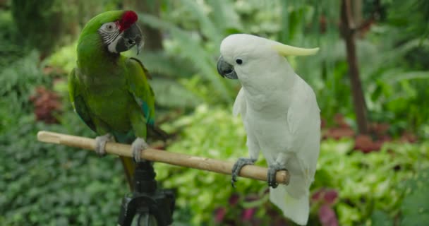 Close View Some Macaws Sitting Wooden Stick Garden — Stockvideo