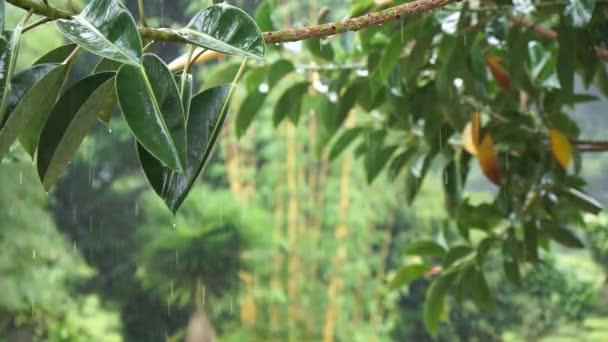 Rainy Forest Many Rubber Plants Cameron Highlands Pahang Malaysia — Stockvideo