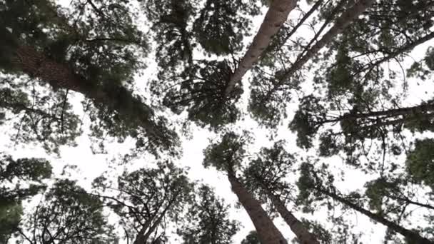 Low Angle Shot Pine Trunk Trees Daylight Forest Clear Sky — Video Stock