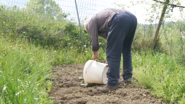 Agricultor Senior Que Trabaja Granja Cultivo Calabaza Calabacines Cebollas Jardín — Vídeo de stock