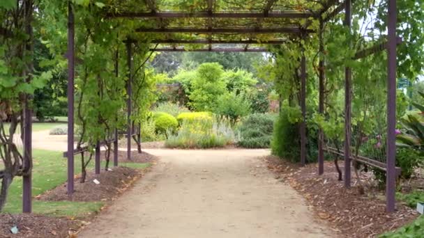 Beautiful Grape Tunnel Bendigo Botancal Gardens Victoria Australia — Stockvideo
