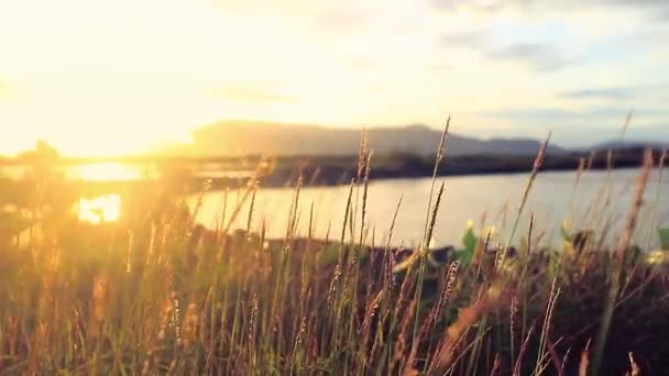 Cinematic View Grasses Meadow Lake Illuminated Early Morning Sun — Vídeo de stock