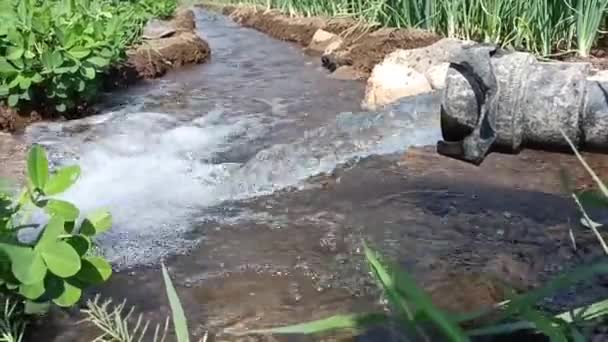 Canal Water Irrigation System Watering Crops Farm India Watering Plants — Video Stock