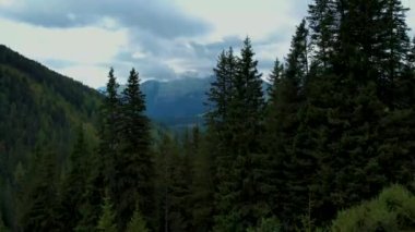 An aerial view of fir forests in mountains of Gerlosplatte, Austria