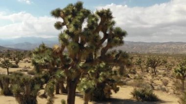 A beautiful view of a tree in a desert in a daylight