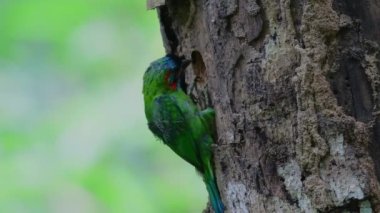 Mavi kulaklı Barbet bir yuva kazıyor