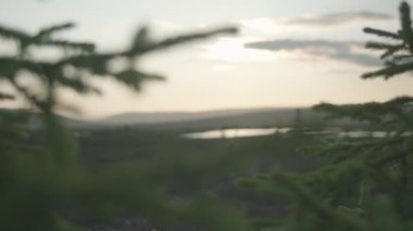 A person walking in a green field next to a lake captured from behind a beautiful pine tree