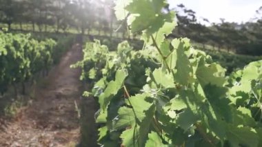 Güneşli bir günde güzel bir üzüm bağı manzarası
