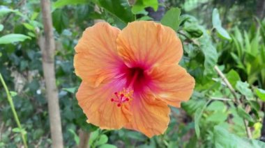 A closeup of orange hibiscus flower in a garden