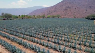 Tekila hava manzarası yapmak için tarlada mavi agave tarlası