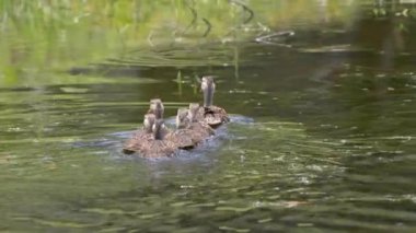 A flock of mallard mottled ducks swimming together in Florida canal, USA
