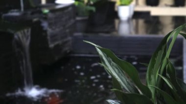 The green plant by the koi pond, Depok, Indonesia